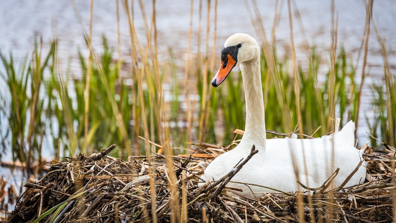 How Climate Change is Affecting Wildlife and Biodiversity